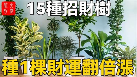 招財樹有哪些|改運、招財、添手氣，十大招財植物選擇/室內如擺放。